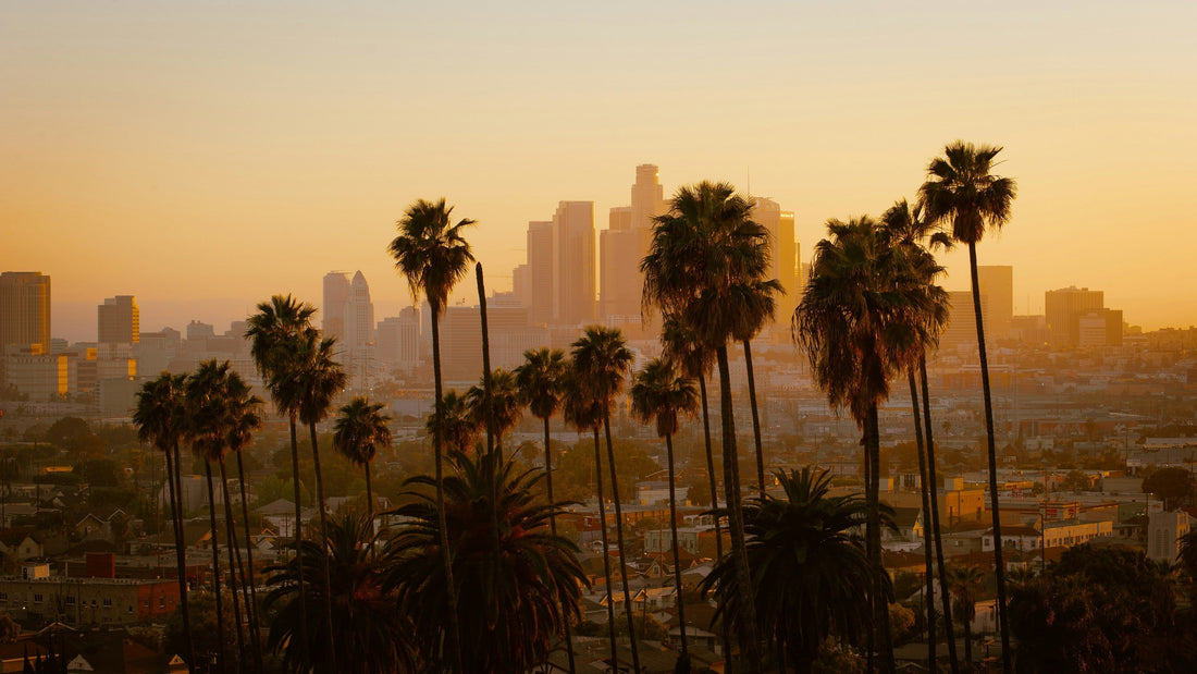 Top Brazilian Jiu-Jitsu Gyms in Los Angeles, California